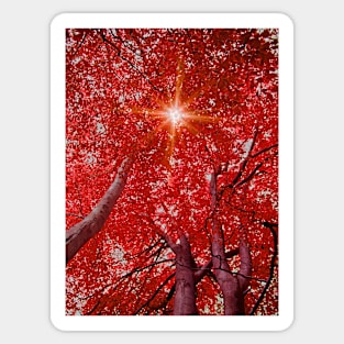 Sunlight through Autumn leaves Sticker